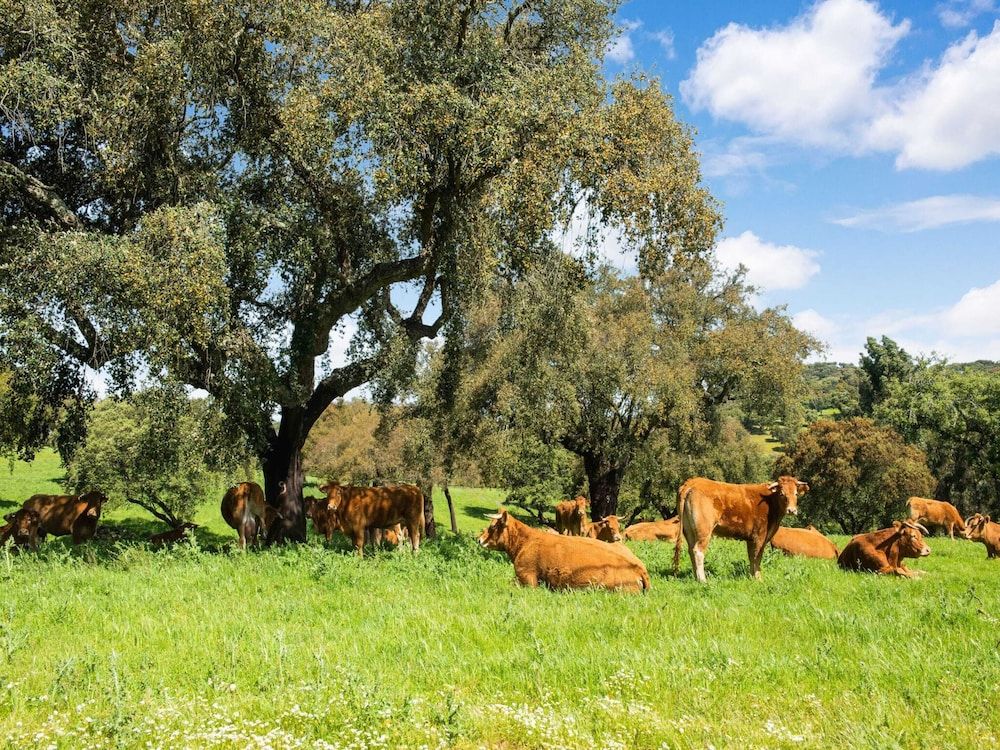 Alentejo Montemor-o-Novo View from Property