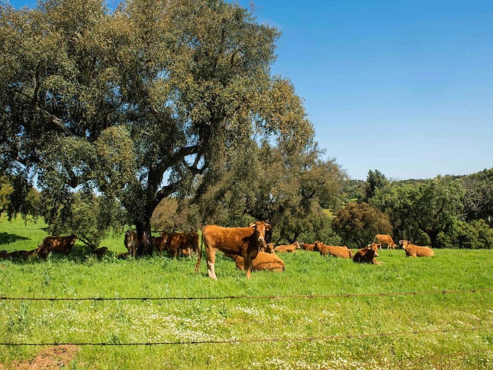 Alentejo Montemor-o-Novo View from Property