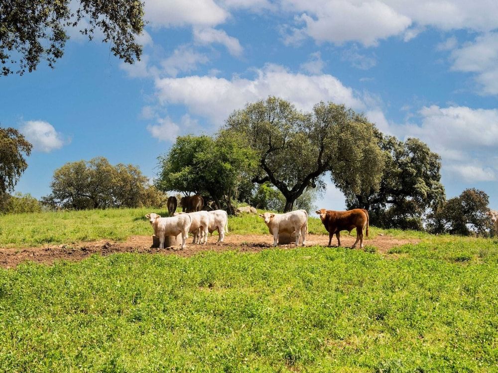 Alentejo Montemor-o-Novo Exterior Detail