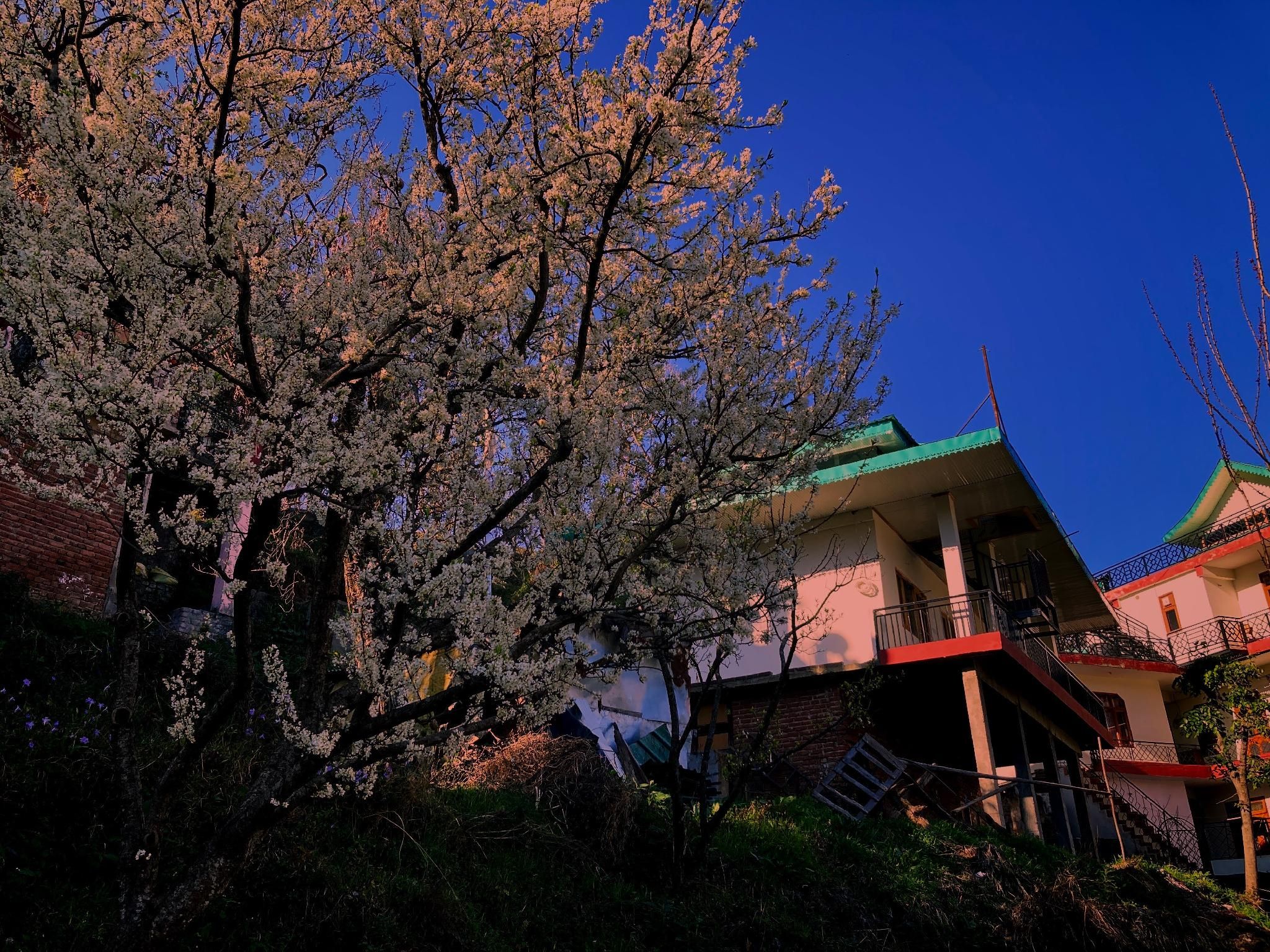 Himachal Pradesh Kandaghat Garden