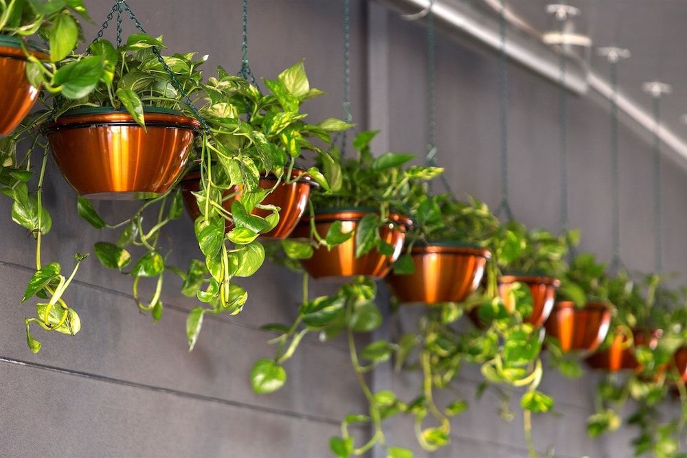 undefined Hotel Grand Chancellor Brisbane 2