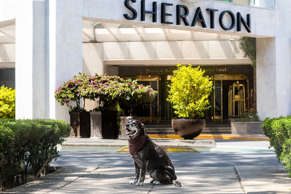 undefined Sheraton Maria Isabel Mexico City Reforma 4