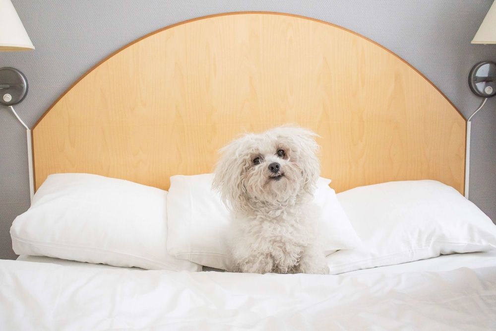 Standard Room, 1 Double Bed, Non Smoking (Pet Friendly;Bunk beds)