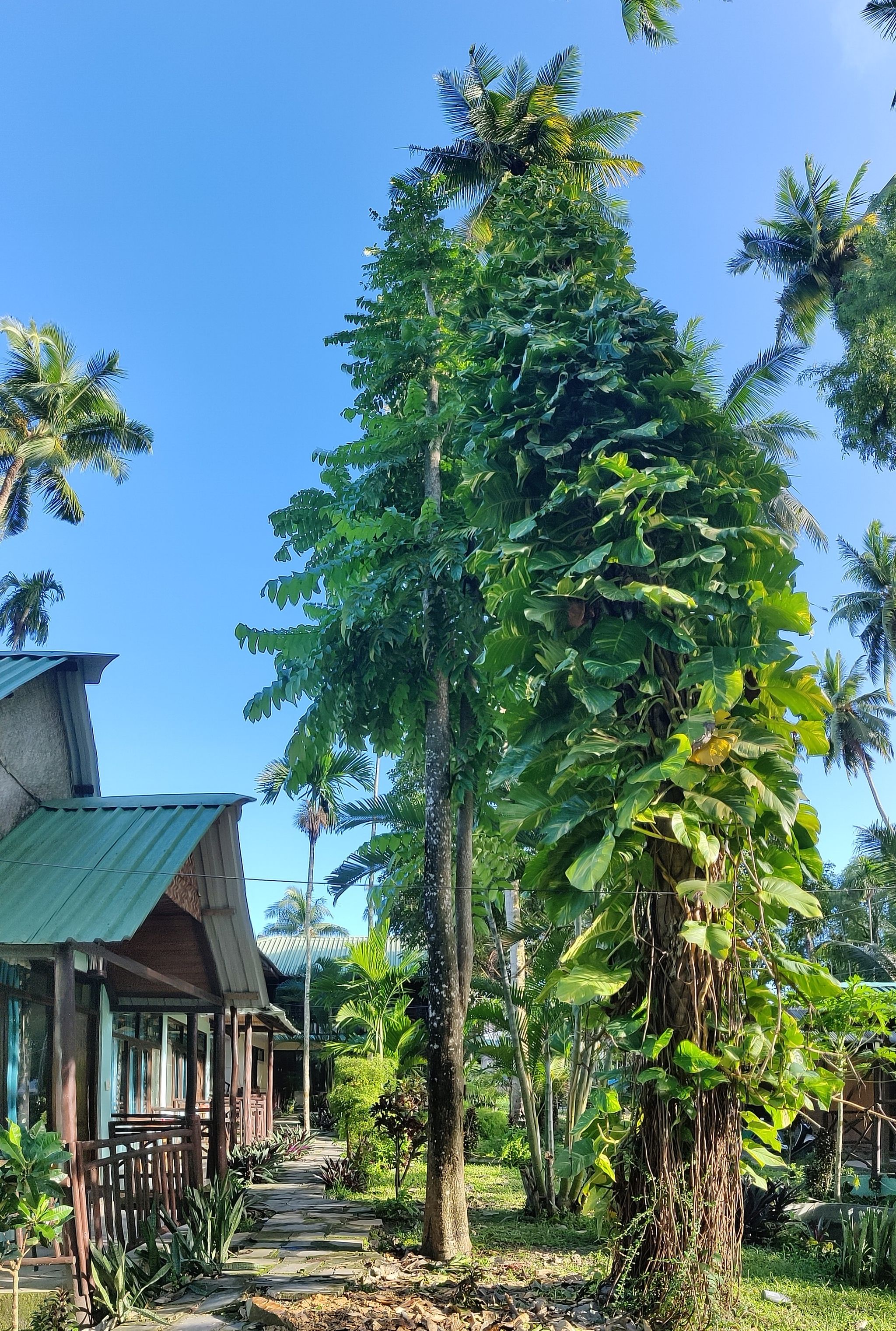 undefined Ocean Pearl Beach Resort 9
