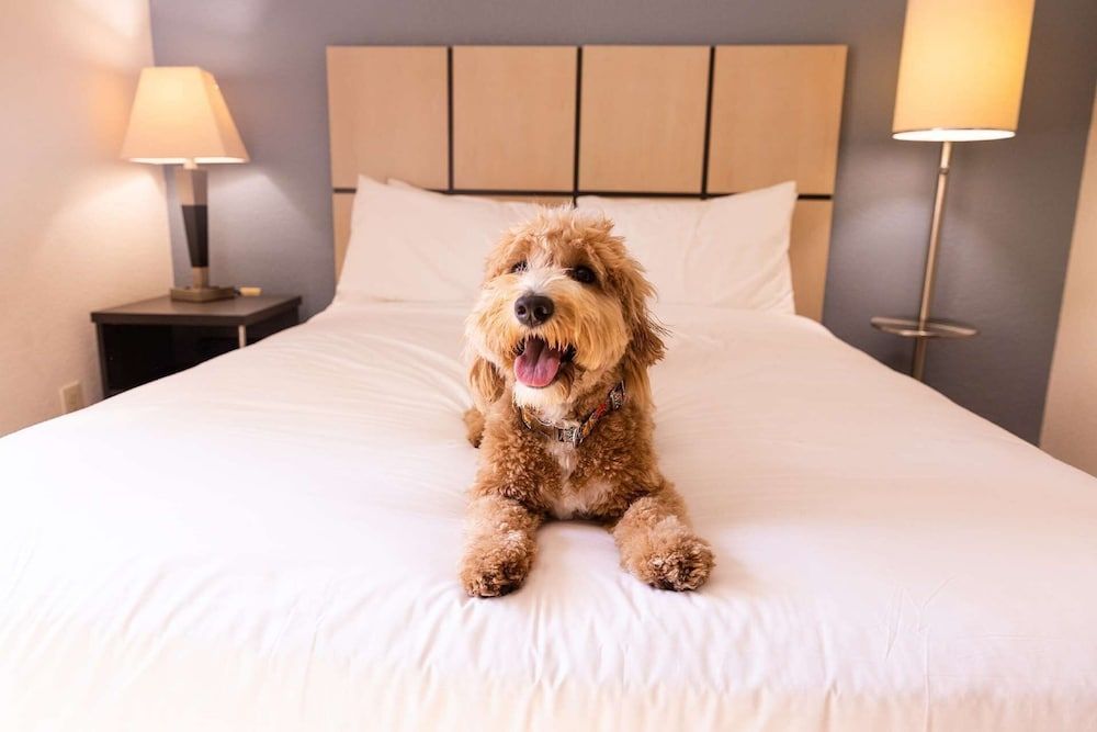 Studio Suite, 1 Queen Bed, Accessible (Mobility Roll in Shower)