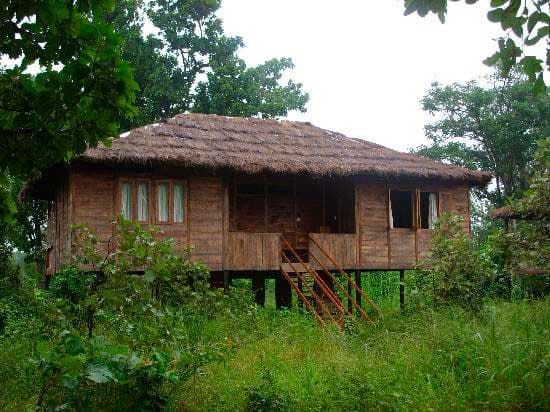 undefined TIGER N WOODS (Pench)
