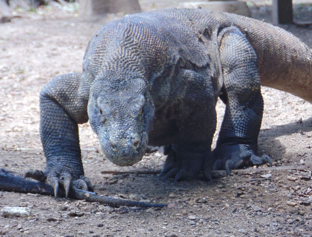 Komodo Cruise Boat Superior Cabin, 1 Bedroom, Beach View, Sea Facing 6