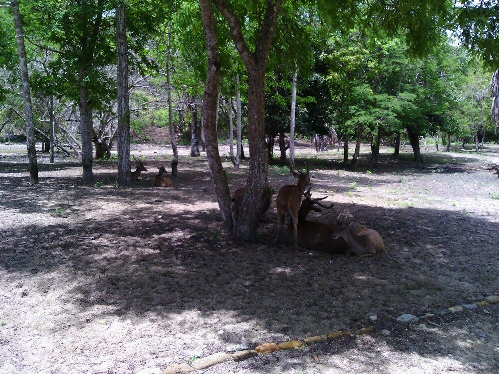 undefined Komodo Cruise Boat 7