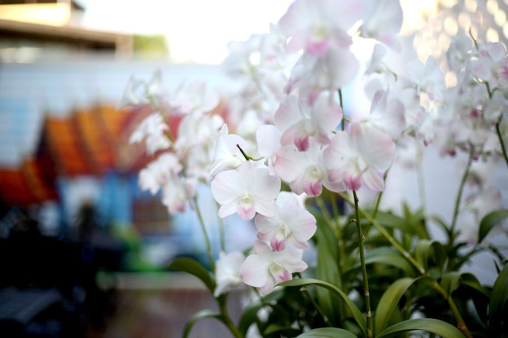 undefined The Orchid House 153 7