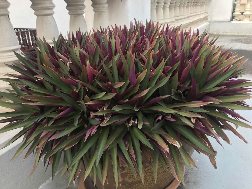 undefined Oriental Smile Hotel 2