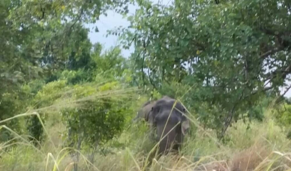 undefined Sigiri Wilderness Resort 4