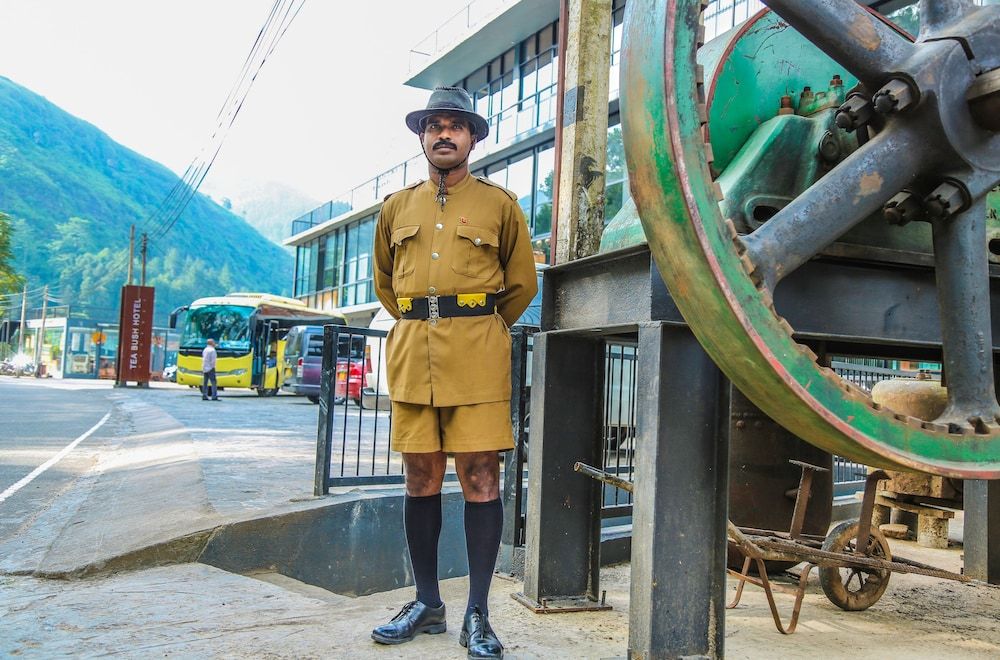 undefined Oak Ray Tea Bush 3