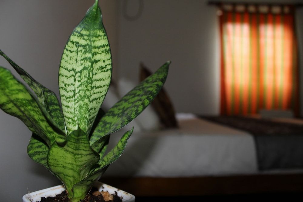 Natures Bliss Garden Stay Deluxe Room, 1 King Bed, Garden View, Ground Floor (No AC) 3