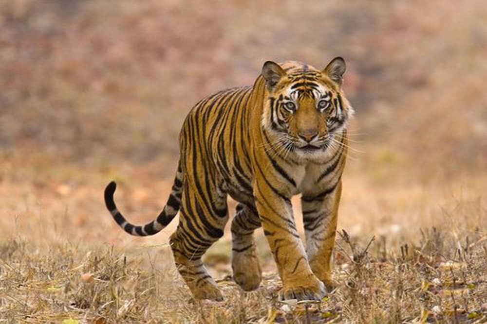 undefined Chitwan Safari Camp & Lodge 10