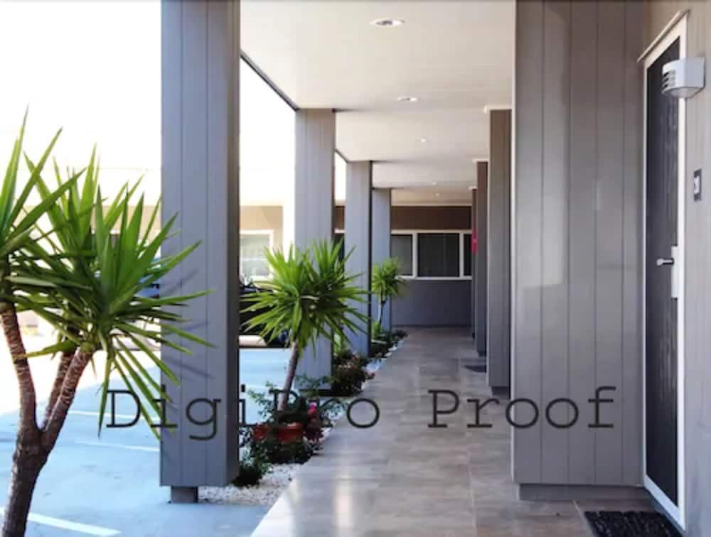 Auckland Phoenix Palm