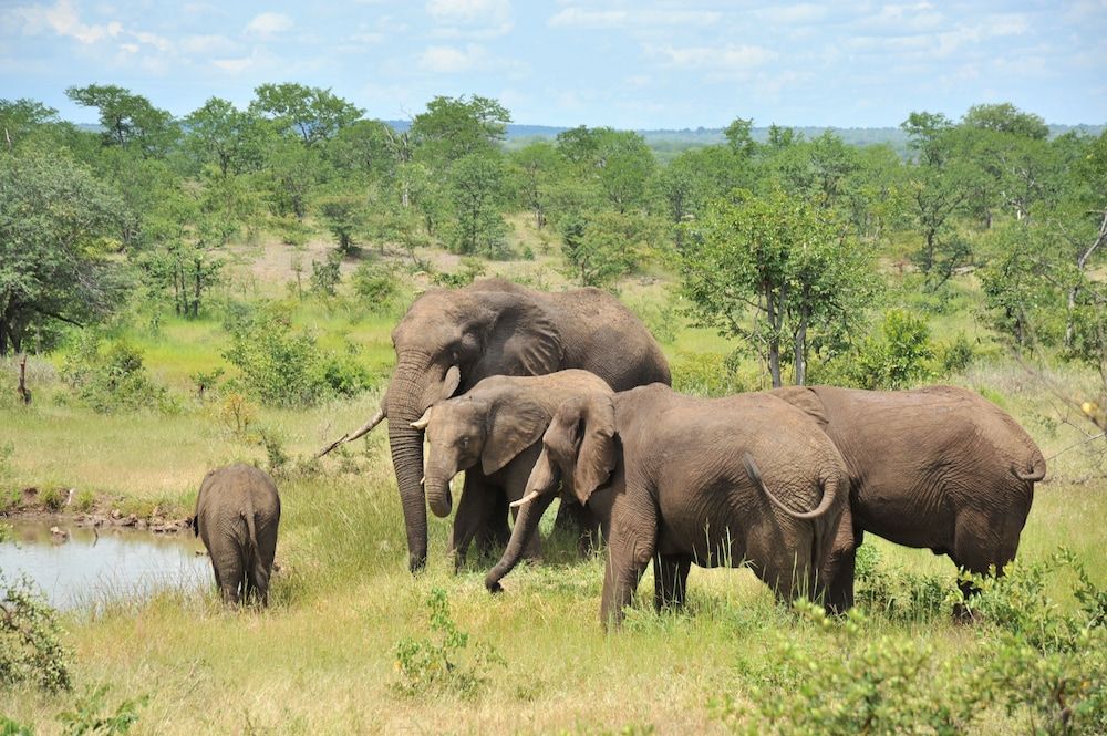 undefined The Elephant Camp 8