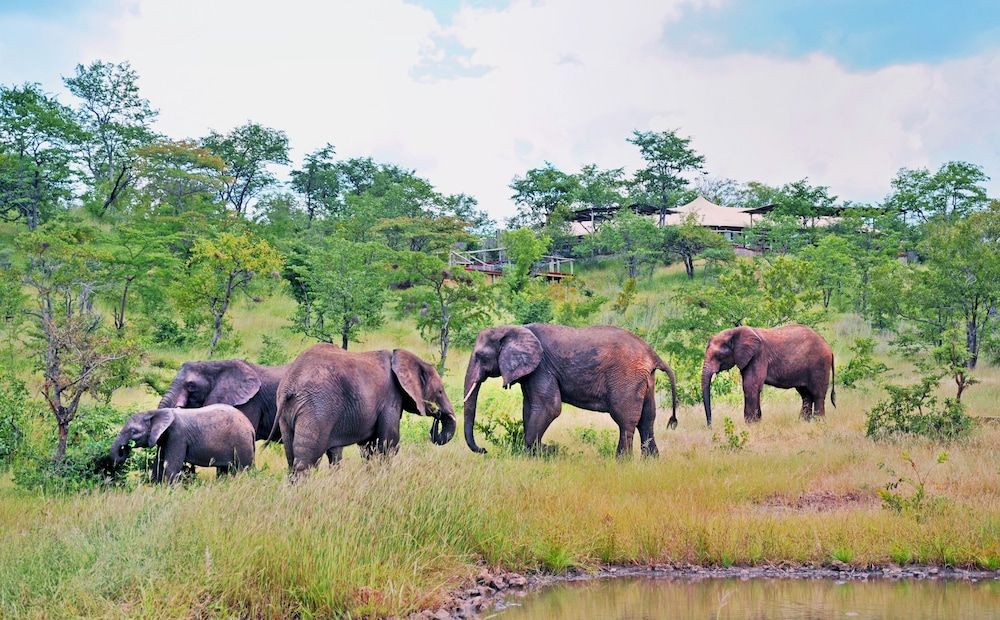 undefined The Elephant Camp 7