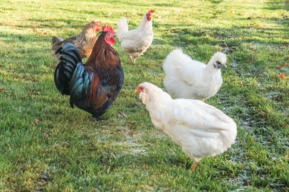 undefined Dunroamin 4