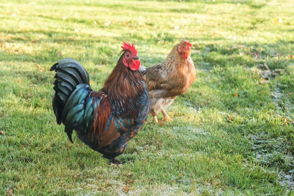 undefined Dunroamin 3