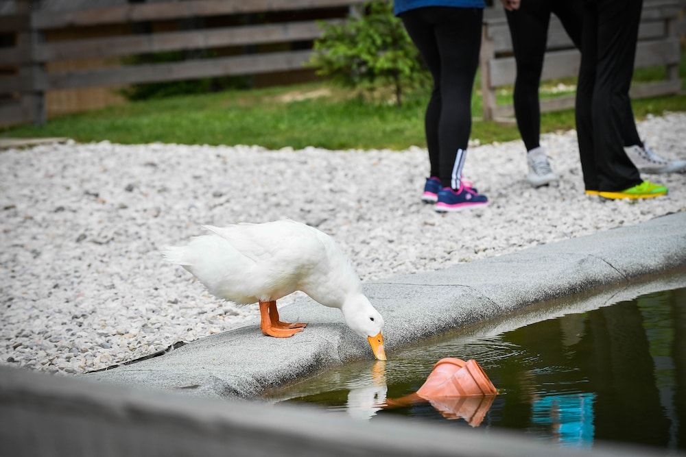 Slovenia Eco Resort Bungalow, Patio 11