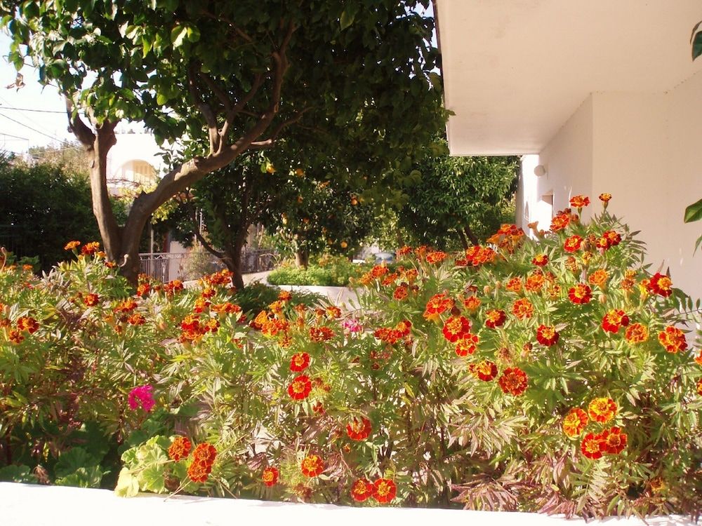 Alexios Studios