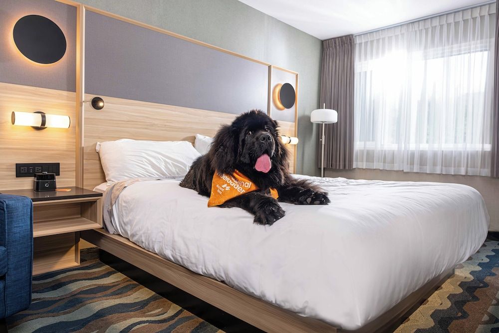 Accent Inns Kelowna Standard room King Bed 4