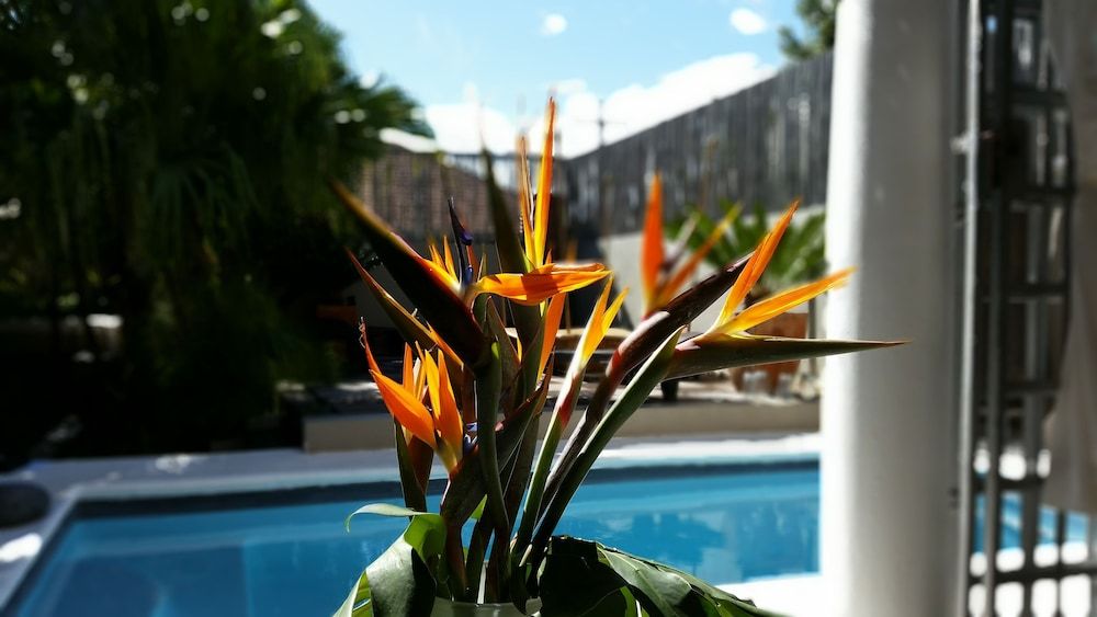 undefined Jardin D'ébène Boutique Guesthouse 8