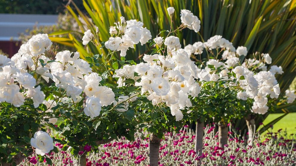 undefined Glen Avon Lodge Boutique Hotel 5