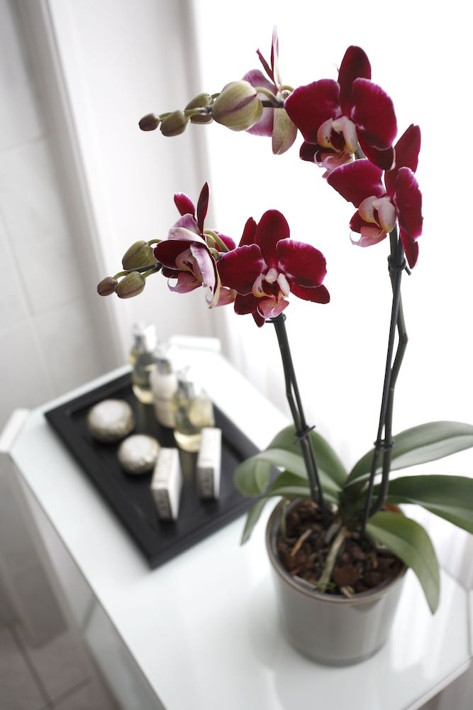 Hotel Le Plaza Brussels Classic Room 4