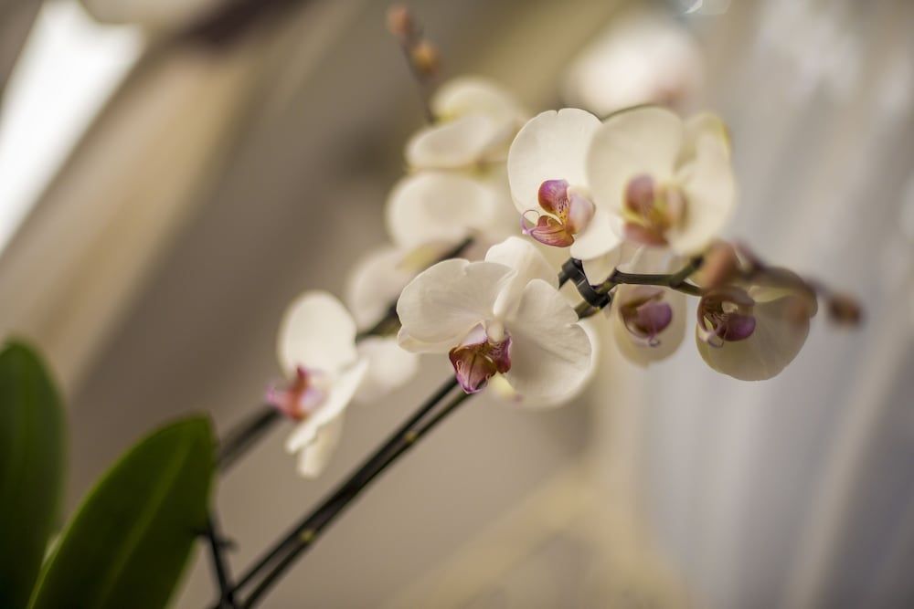 Trastevere Royal Suite Standard Double Room, City View 7