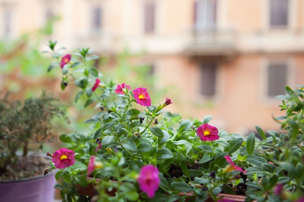 undefined B&B Vatican's Keys 3