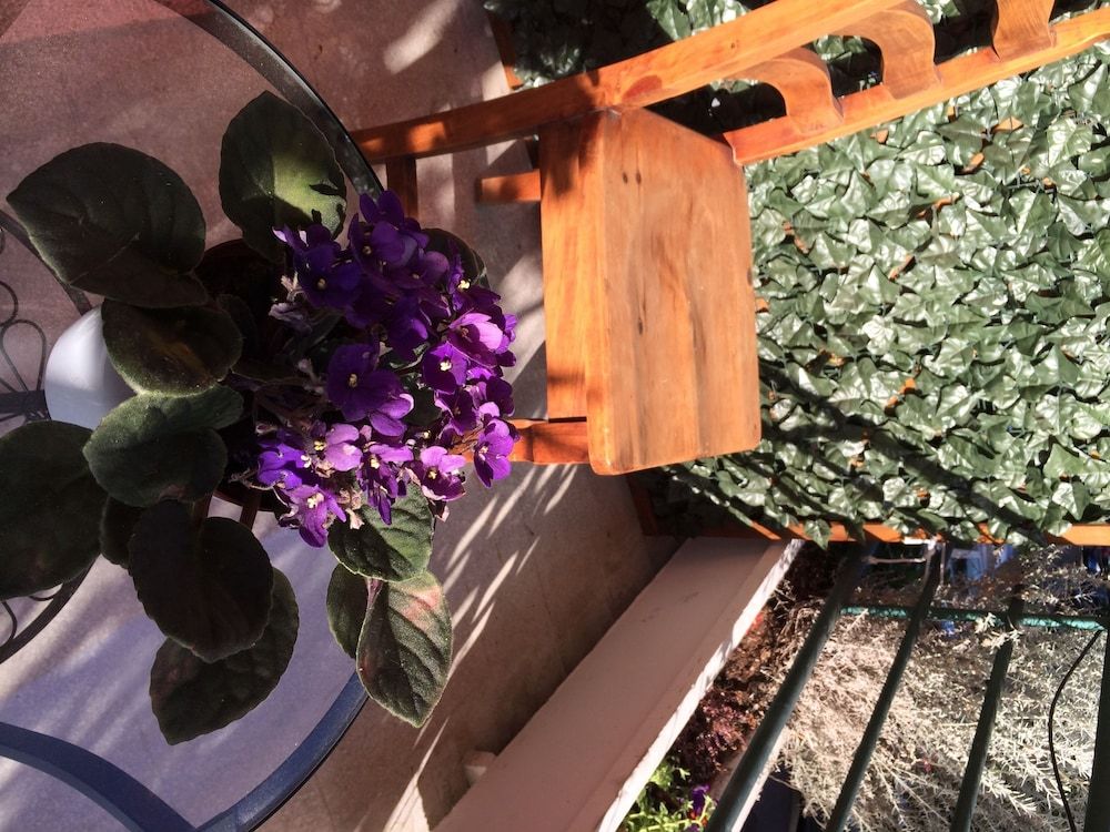 undefined B&B SheLisa 10