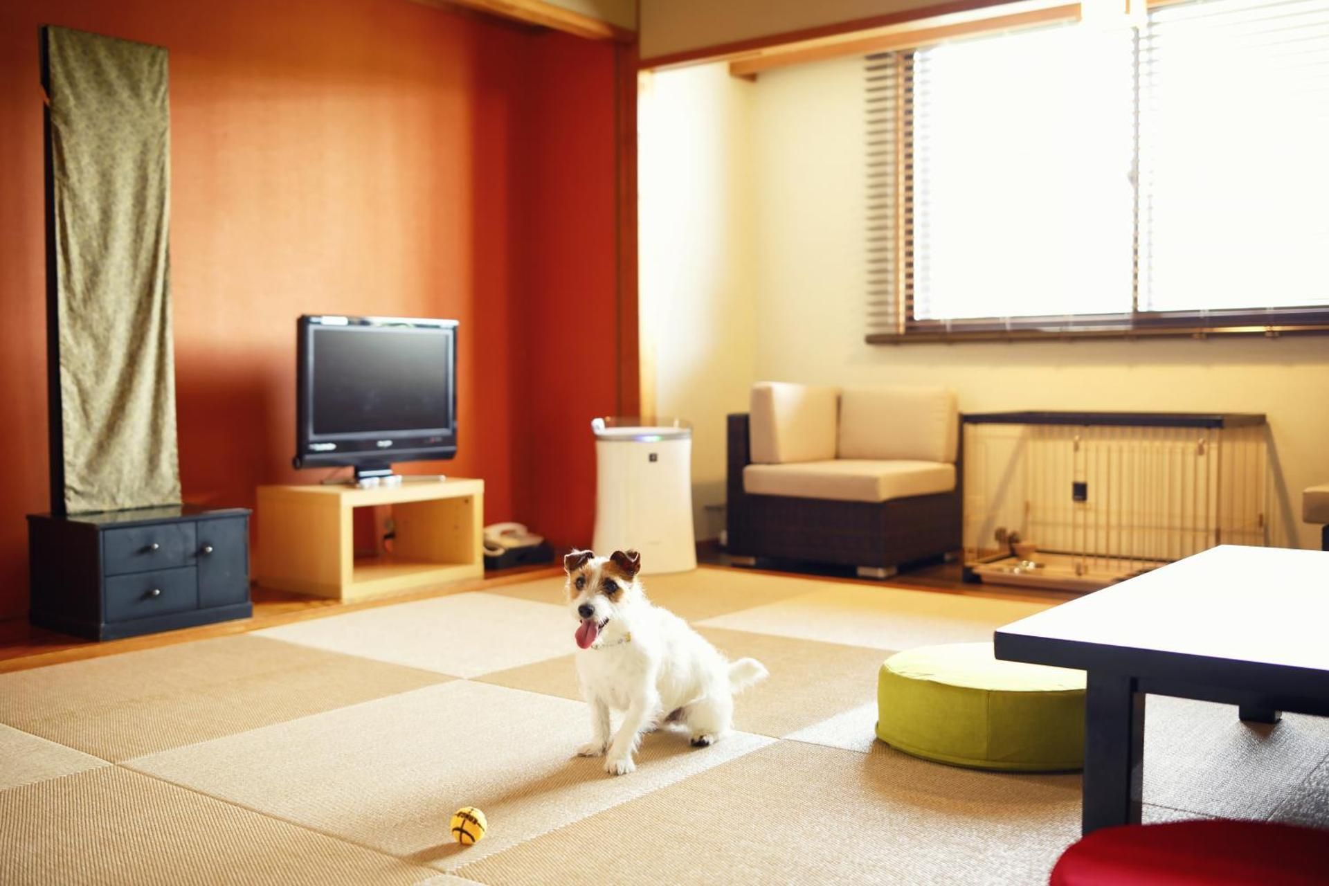 Classic Japanese Style with Five Futon Beds - Dog-Friendly
