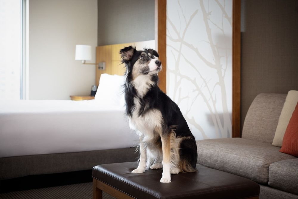 Hyatt Place Denver Downtown Room, 1 King Bed with Sofa bed 5