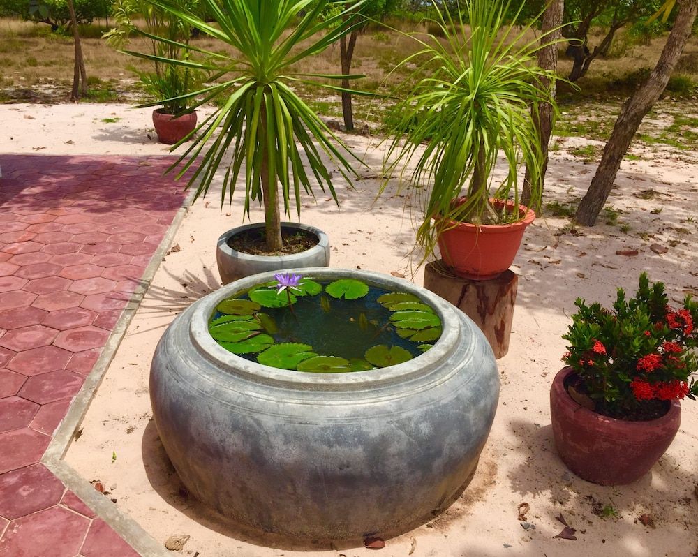Dracaena Resort