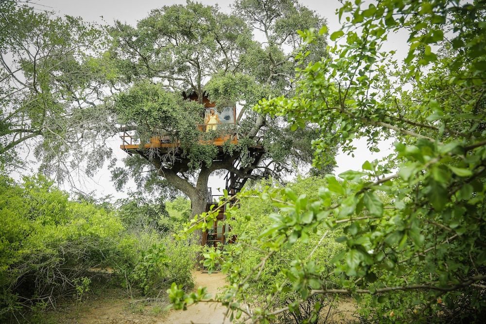 Leopard Nest in Yala Queen Tree Nest 9