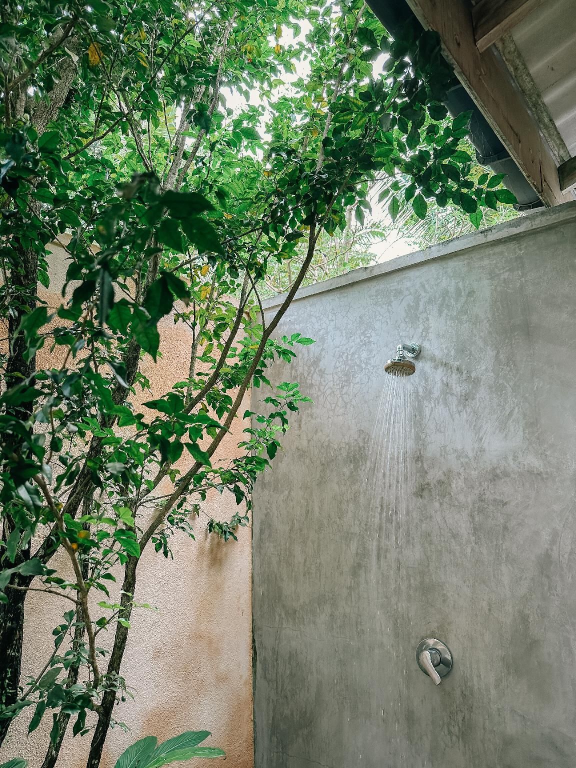 undefined Ceylon Olive 9