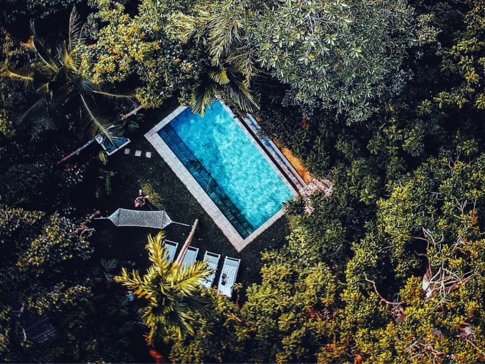 undefined Ceylon Olive