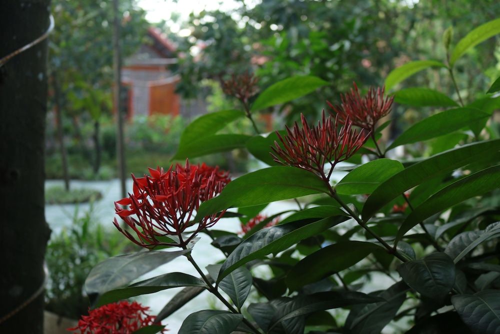 Thanh Dat Homestay Deluxe Double Room, 1 Queen Bed, Private Bathroom, Courtyard Area 7