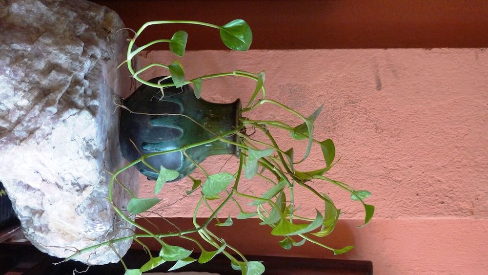 undefined Hotel Garden Queen 2