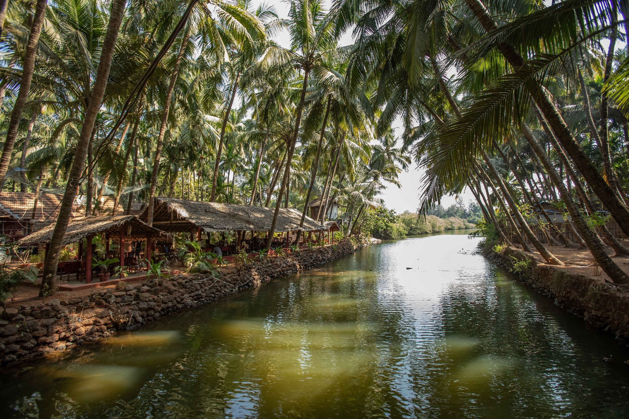undefined Palm Trees Ayurvedic Heritage 2
