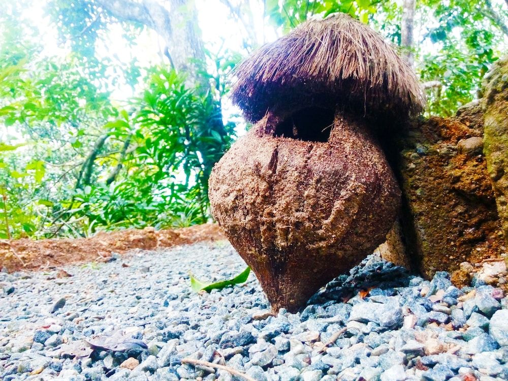 undefined Walkers Nest 9