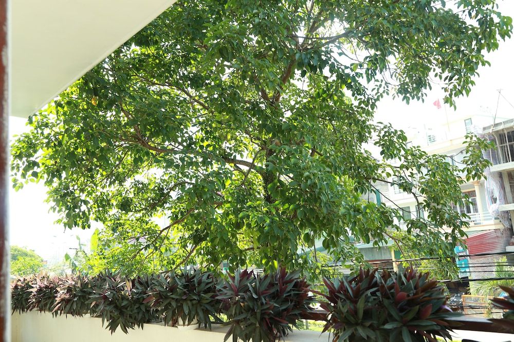 Thien Thanh Hotel Family Room, Garden View 6