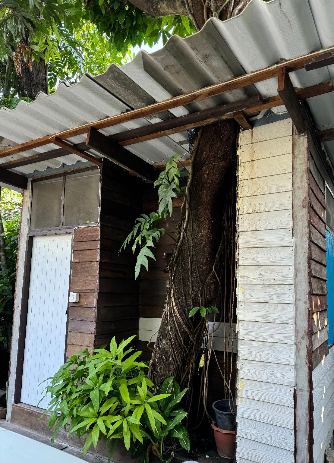 undefined Many Trees 3