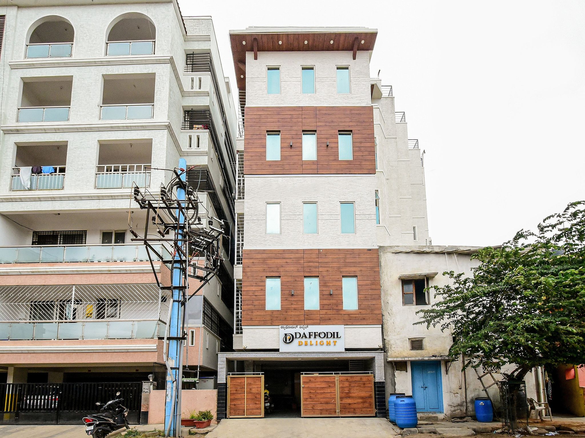 undefined Daffodil Delight