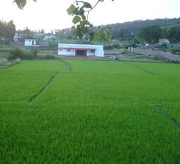 Yelagiri Farm house