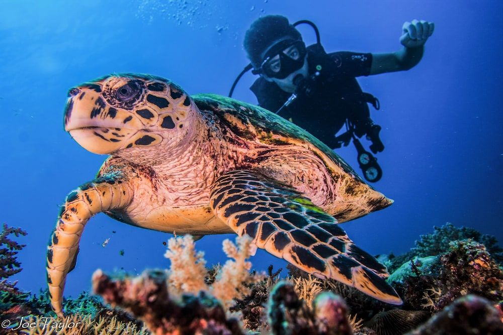 undefined Lutwala Dive and Bungalows 10