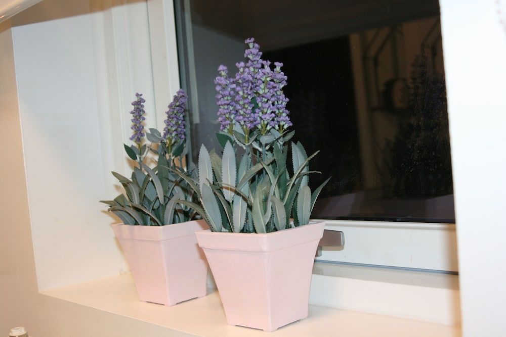 Country Dream guesthouse Comfort Studio Suite, Garden View 10