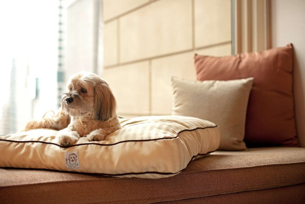Room, 1 King Bed