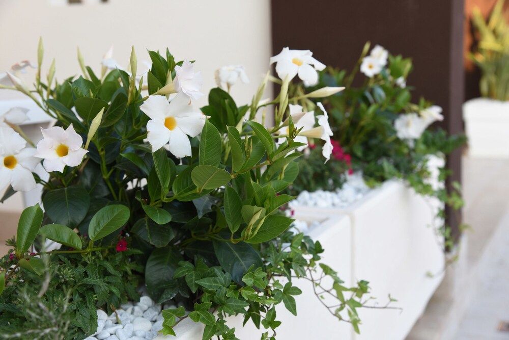 B&B Il Fiorone